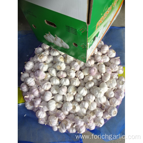 Different Sizes Fresh Normal White Garlic 2019